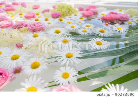 東山動植物園の温室前館に浮かぶ花、フローティングフラワー〈愛知県名古屋市〉 90283690