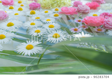 東山動植物園の温室前館に浮かぶ花、フローティングフラワー〈愛知県名古屋市〉 東山動植物園の温室前館に浮かぶ花、フローティングフラワー〈愛知県名古屋市〉 90283704