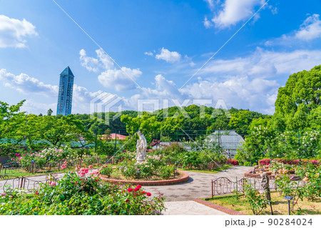 東山動植物園、満開のバラ〈愛知県名古屋市〉 90284024
