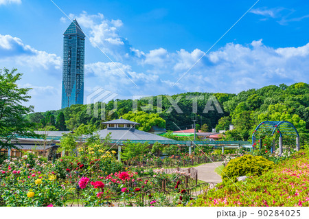 東山動植物園、満開のバラ〈愛知県名古屋市〉 90284025