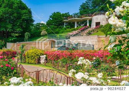 東山動植物園、満開のバラ〈愛知県名古屋市〉 90284027