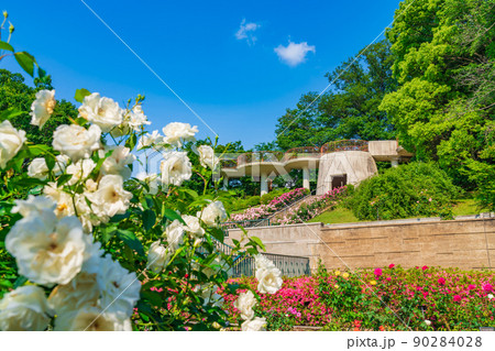 東山動植物園、満開のバラ〈愛知県名古屋市〉 90284028