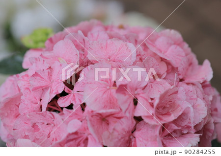 アジサイ 90284255