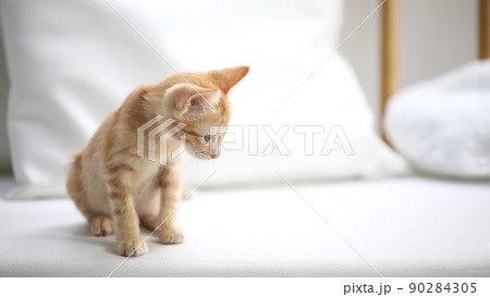 Orange tabby kitten sitting on couch and looking on something  90284305