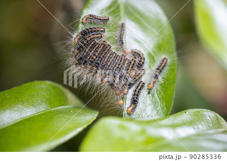 チャドクガの幼虫　 90285336