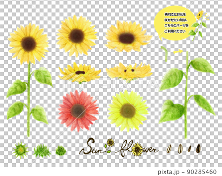 向日葵花、芽、葉、莖、各種顏色的種子套 向日葵花、芽、葉、莖、各種顏色的種子套 90285460