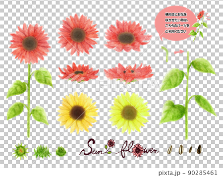 向日葵花、芽、葉、莖、各種顏色的種子套 向日葵花、芽、葉、莖、各種顏色的種子套 90285461