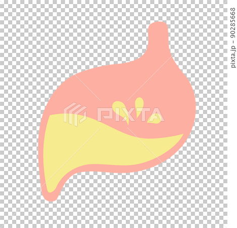 正常な胃 90285668