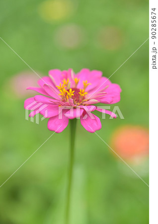 Zinnia flowers, tropical flowers, colorful flowers, close-up flowers. Zinnia flowers, tropical flowers, colorful flowers, close-up flowers. 90285674