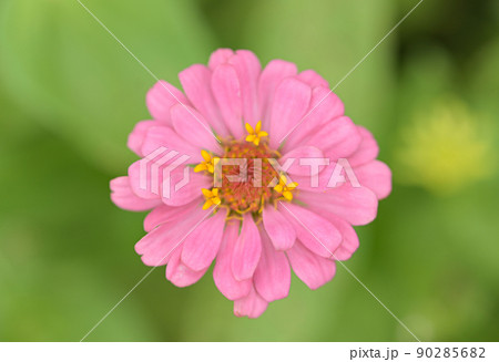 Zinnia flowers, tropical flowers, colorful flowers, close-up flowers. Zinnia flowers, tropical flowers, colorful flowers, close-up flowers. 90285682