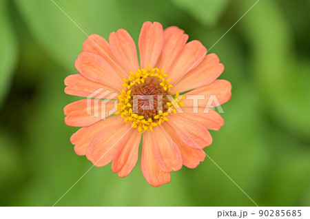 Zinnia flowers, tropical flowers, colorful flowers, close-up flowers. Zinnia flowers, tropical flowers, colorful flowers, close-up flowers. 90285685