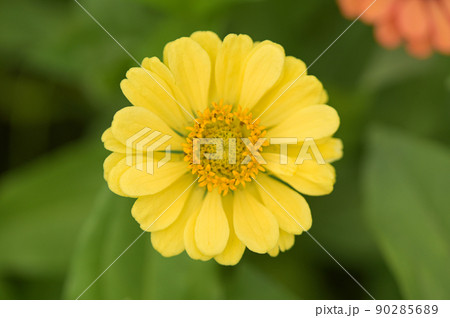 Zinnia flowers, tropical flowers, colorful flowers, close-up flowers. 90285689
