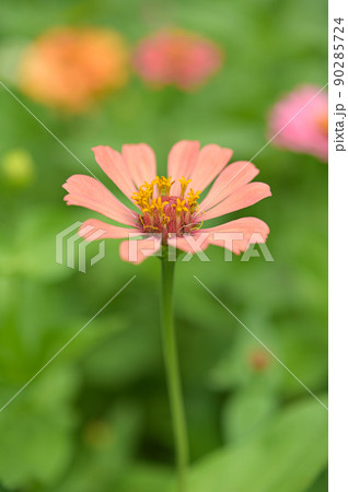 Zinnia flowers, tropical flowers, colorful flowers, close-up flowers. 90285724
