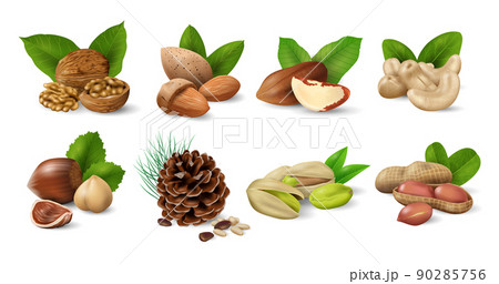 Set of Nuts with Green Leaves. Nuts and seeds collection. Realistic design vector illustration 90285756