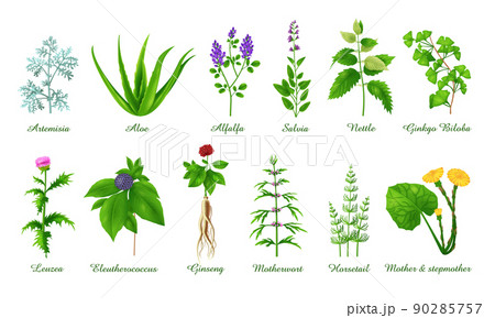 Set of medical green grasses herbs and plants, realistic vector illustration Set of medical green grasses herbs and plants, realistic vector illustration 90285757