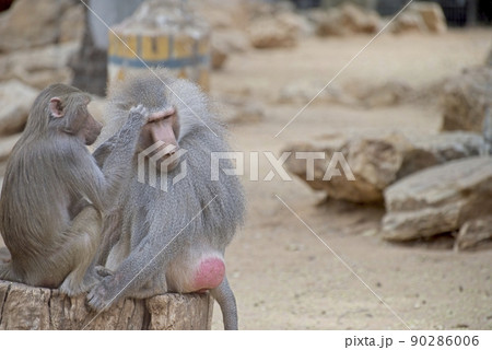 Hamadryas Baboon taking care of each other 90286006