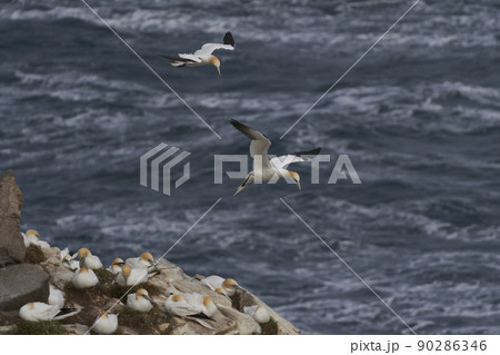 Gannet in flight Gannet in flight 90286346