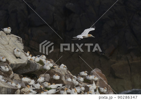 Gannet in flight Gannet in flight 90286347