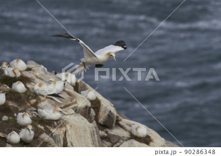 Gannet in flight Gannet in flight 90286348
