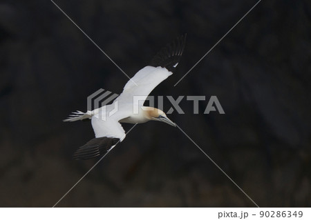Gannet in flight Gannet in flight 90286349