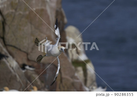 Gannet in flight 90286355