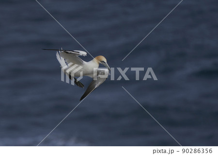 Gannet in flight Gannet in flight 90286356