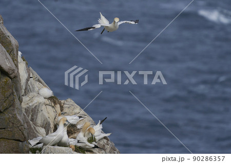 Gannet in flight 90286357
