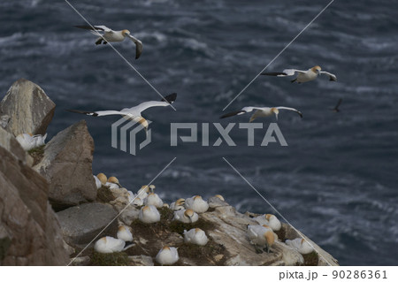 Gannet in flight Gannet in flight 90286361