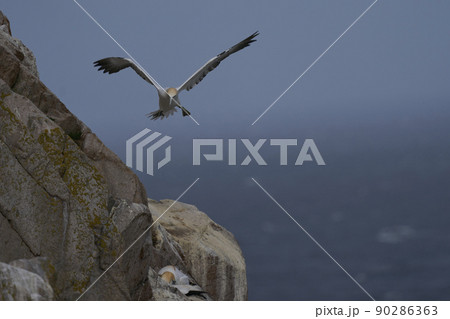 Gannet in flight Gannet in flight 90286363