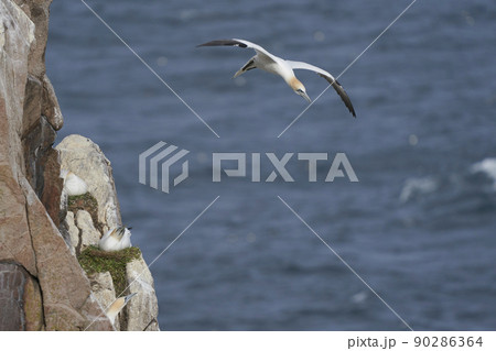 Gannet in flight Gannet in flight 90286364