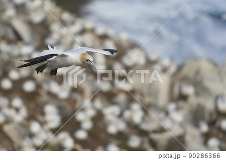 Gannet in flight Gannet in flight 90286366