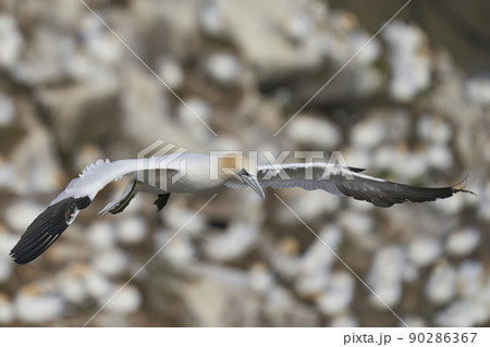 Gannet in flight Gannet in flight 90286367