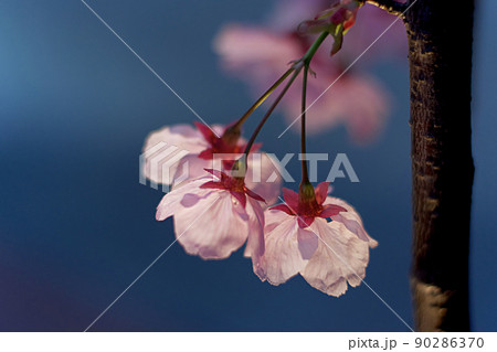 夕暮れ時にライトに照らされるピンク色の桜が綺麗　 90286370