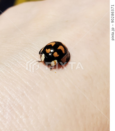 手の上のカメノコテントウ 手の上のカメノコテントウ 90286371