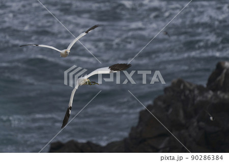 Gannet carrying nest material Gannet carrying nest material 90286384