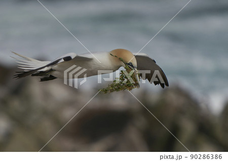Gannet carrying nest material Gannet carrying nest material 90286386