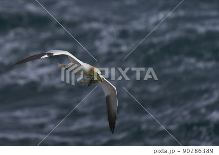 Gannet carrying nest material Gannet carrying nest material 90286389