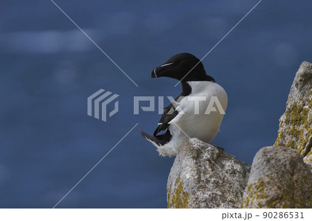 Razorbill 90286531