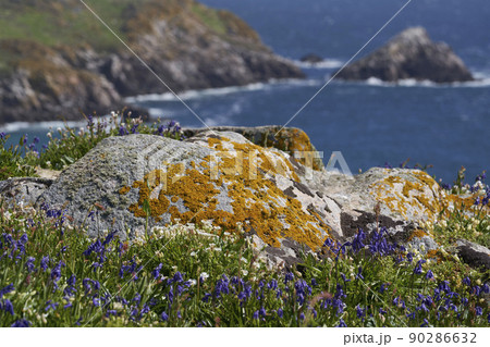 Coast of Great Saltee Island 90286632