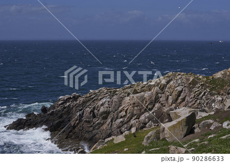 Coast of Great Saltee Island 90286633