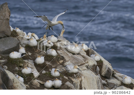 Gannets courting Gannets courting 90286642