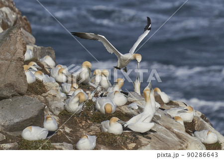 Gannets courting Gannets courting 90286643