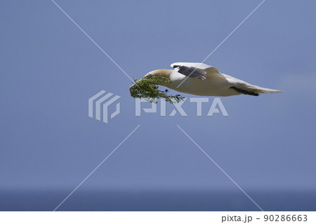 Gannet carrying nest material Gannet carrying nest material 90286663