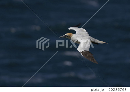 Gannet in flight Gannet in flight 90286763