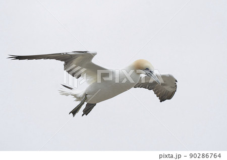 Gannet in flight Gannet in flight 90286764