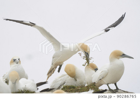 Gannet with nesting material Gannet with nesting material 90286765