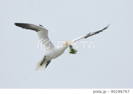 Gannet with nesting material Gannet with nesting material 90286767