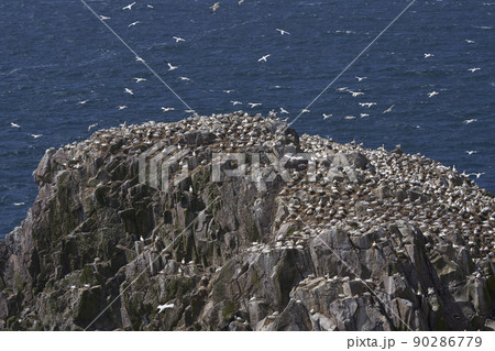 Gannet colony Gannet colony 90286779