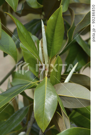 Southern magnolia 90286850