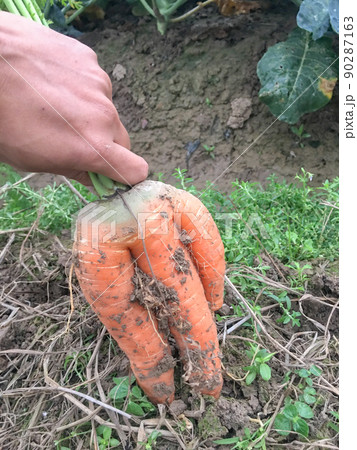 Closeup of the mutant carrot 90287163